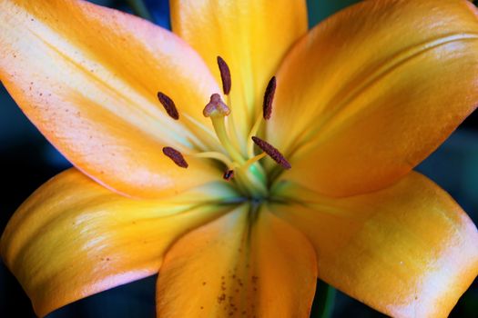 Close up shot of a beautiful orange lily blossom