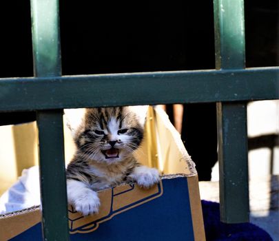 Homeless kitten meowing in a cardboard box