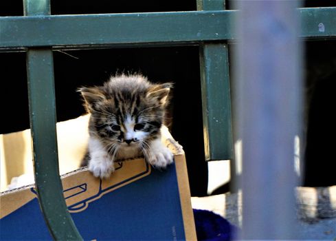 Cutest kitten in a cardboard box in Sofia, Bulgaria