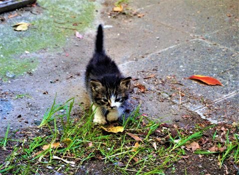 Small kitten tapping over grass in Sofia, Bulgaria