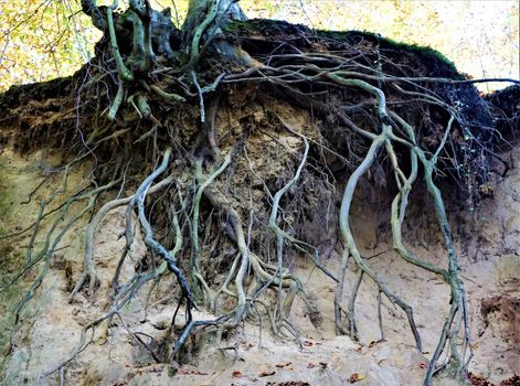 Root system of a tree in Nussloch, Germany