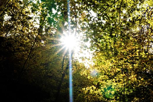 Sunray between leafs and branches of a tree in Nussloch, Germany