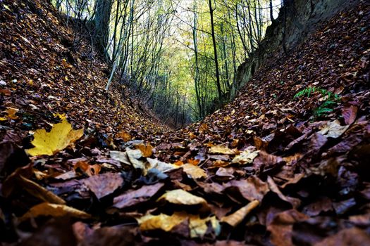 Hollow way with leaves on the ground in the fall