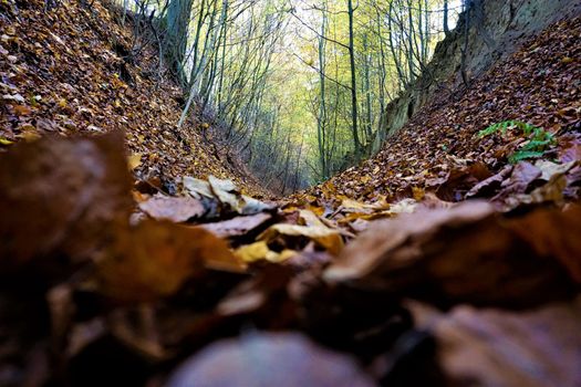 Hollow way with leaves on the ground, Germany