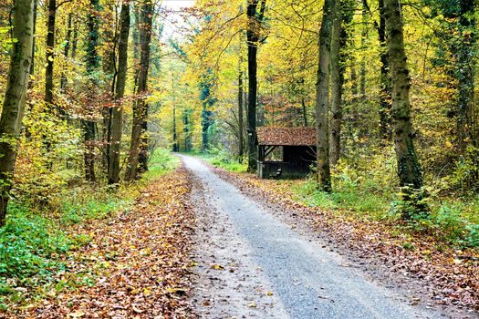 A path in the forest with hut and leaves on the ground