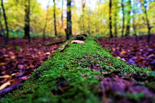 Mossy tree trunk lying on the forest floor in Nussloch, Germany