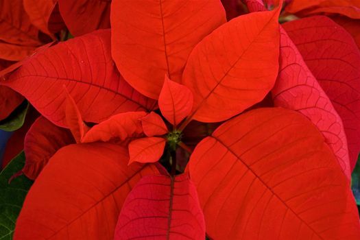 A close up of beautiful red Poinsettia leaves