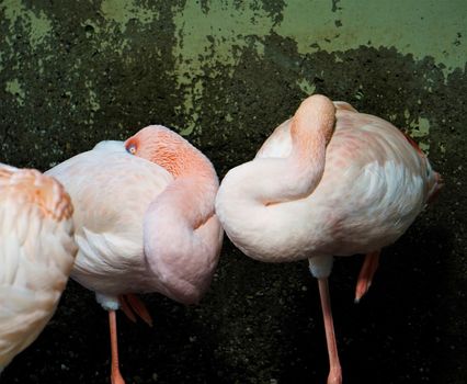 Sleeping Flamingos in the Zoo of Karlsruhe, Germany