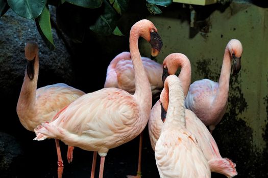 A Flamingo group standing and looking in the zoo