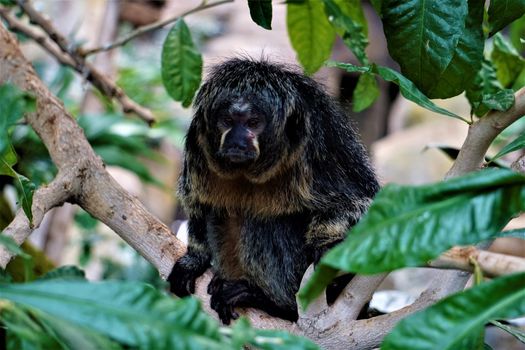 Female white-faced saki sitting in a tree in the zoo
