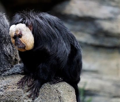 Male white-faced saki sitting on a stone in the zoo
