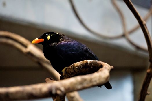 Common hill myna in the zoo in Karlsruhe, Germany