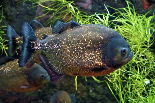 Piranha swimming in an aquarium in the zoo