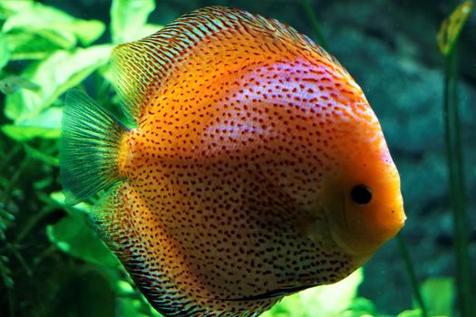 Discus fish swimming in the Karlsurhe zoo, Germany