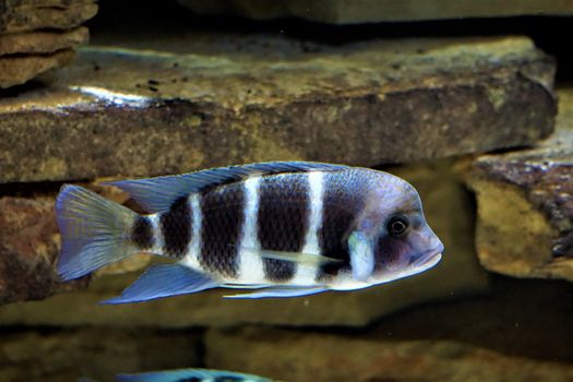 Black and white Cyphotilapia fish swimming in aquarium