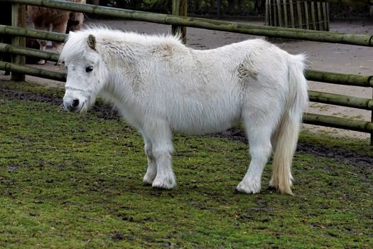 A white Shetland Pony on green grass