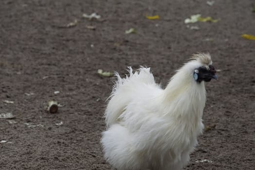 Silkie chicken looking for food in the zoo