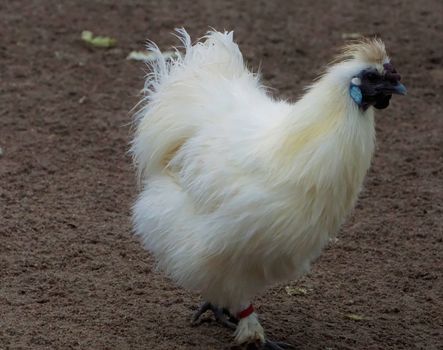 Silkie chicken in the zoo of Karlsruhe, Germany