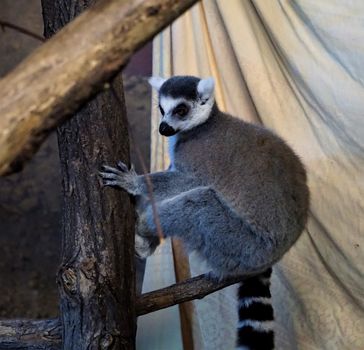 Ring-tailed lemur in the zoo of Karlsruhe, Germany