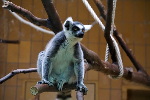 Ring-tailed lemur catta sitting on a branch in the zoo