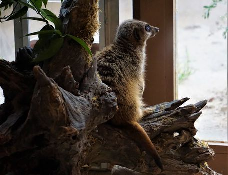 Meerkat sitting on trunk looking outside the window