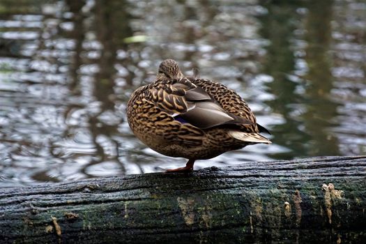 Female mallard standing on log on one leg