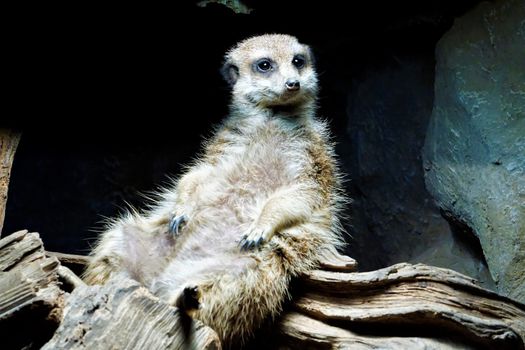 Meerkat sitting and chilling under a lamp