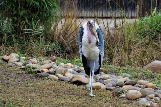 Marabou standing and looking in the zoo of Karlsruhe, Germany