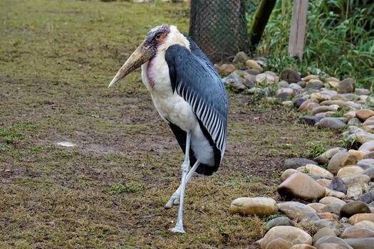 Marabou stork standing on just one leg