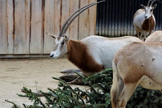 Scimitar oryx looking and eating a christmas tree