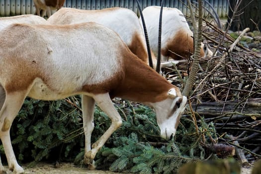A Scimitar oryx eating a christmas tree