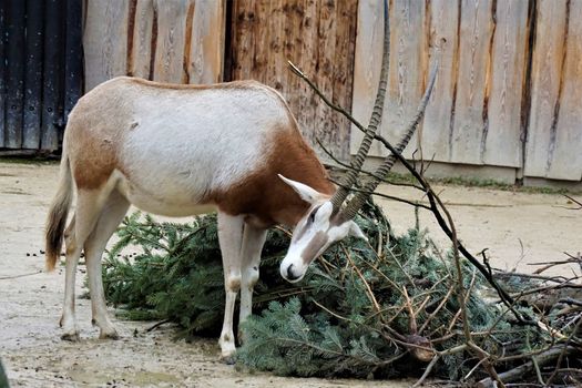 Scimitar oryx trying to free itself from tree branch