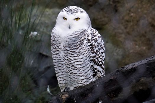 A snowy owl in the zoo looking evil