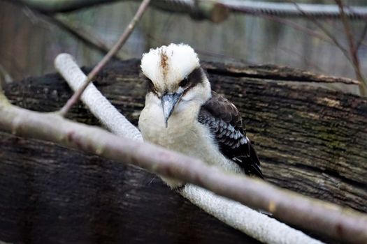 Laughing kookaburra sitting on a branch and looking
