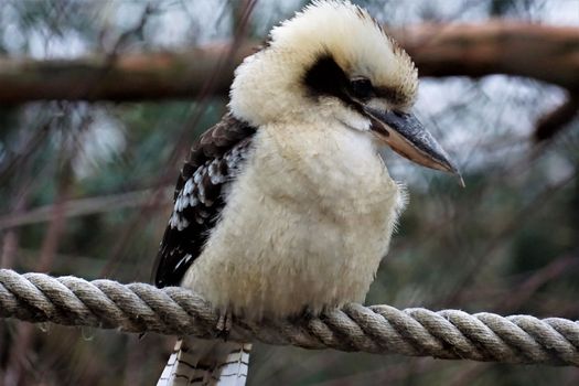 Laughing kookaburra sitting on a rope and looking