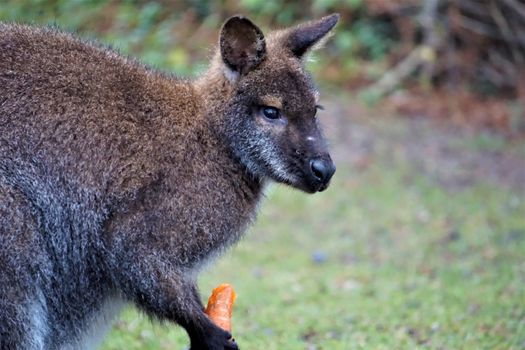 A cute red-necked wallaby eating a carrot