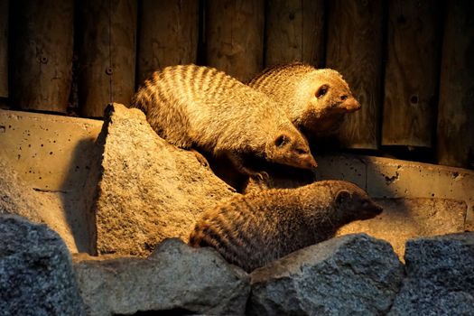 Banded mongoose family on a rock under a lamp