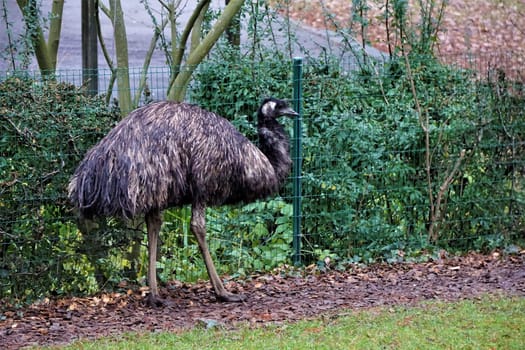 Emu standing in front of a fence in the zoo