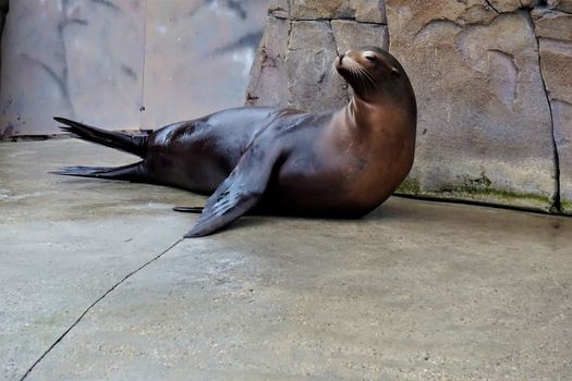 California sea lion lying on the side in the zoo