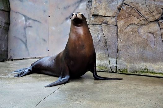 A California sea lion looking in the camera