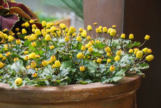 Fresh flowering para cress plant, Spilanthes oleracea, toothache