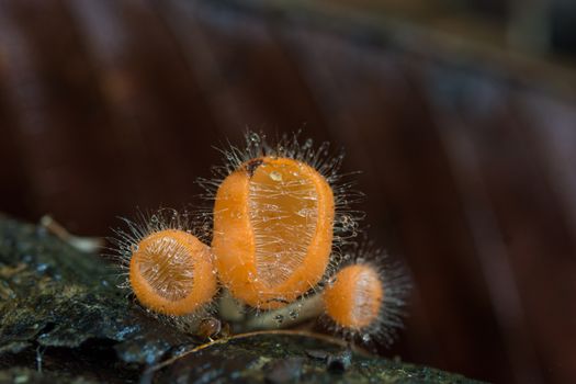 Mushroom in the rain forest among the fallen leaves and bark