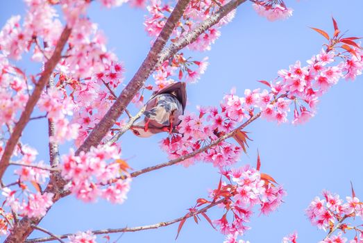 Spring time with beautiful cherry blossoms, pink sakura flowers.
