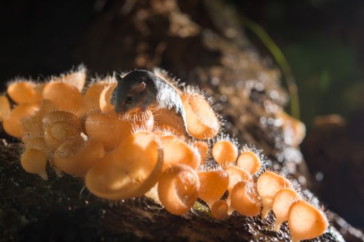 Mushroom in the rain forest among the fallen leaves and bark with the rat
