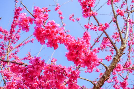 Pink Cherry Blosssom with blue sky