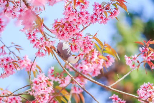 Spring time with beautiful cherry blossoms, pink sakura flowers.
