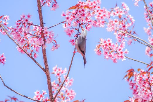 Spring time with beautiful cherry blossoms, pink sakura flowers.
