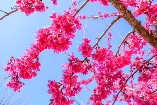 Spring time with beautiful cherry blossoms, pink sakura flowers.
