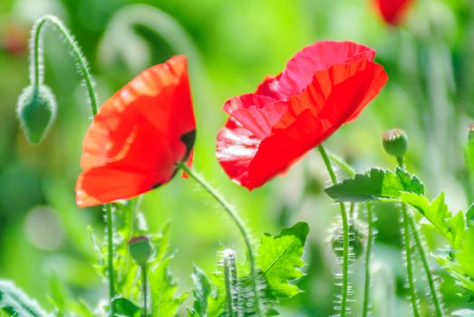 Poppies flowering Latin papaver rhoeas with the light behind