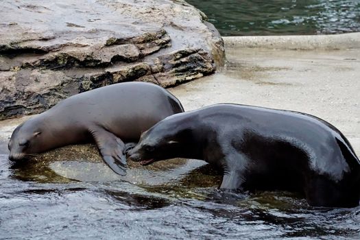 Two young California sea lions playing around